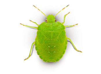 Als renommierte Schädlingsbekämpfer in Berlin-Charlottenburg kennen wir uns mit den kleinen Plagegeistern aus und wissen genau, wie ihnen beizukommen ist.