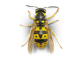 Die Thomaschky Schädlingsbeseitigung hilft Ihnen zuverlässig und schnell bei der Wespenbekämpfung sowie dabei, Tauben, Ratten und mehr zu beseitigen.