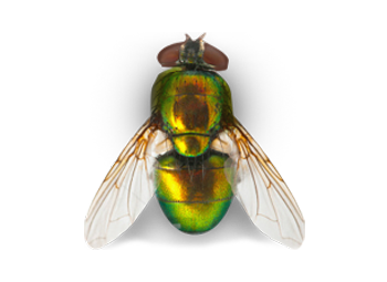 Als Spezialisten übernehmen wir die Taubenkotbeseitigung in und um Berlin, sowie die anschließende Reinigung und Desinfektion der betroffenen Bereiche.