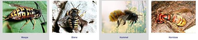 Wespe, Biene, Hummel und Hornisse